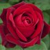 🌹🌹💐🌺🔥 (@elkrish3) Twitter profile photo 🌹🌹💐🌺🔥 (@elkrish3) Twitter profile photo