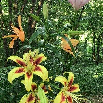 24Sarsari's profile picture. We can complain because rose bushes have thorns, or rejoice because thorns have roses.