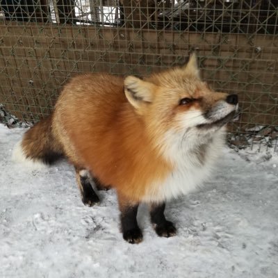 '97 希死念慮MAXの静岡県民うつ病趣味垢。 ただの(C#/VB.NETが扱えるSE7年目の)狐です🦊«診断»甲状腺機能低下症(橋本病)、うつ病、多嚢胞性卵巣症候群«自覚»複雑性PTSD、乖離性健忘、離人感・現実感消失症《病みツイは心の整理です》〚ブロ解・ブロック・ミュート 推奨垢〛