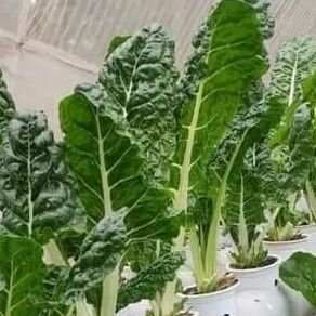 985sams's profile picture. 