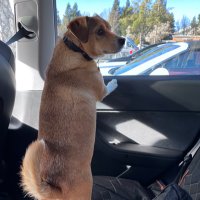 Snojev (@snojev) 's Twitter Profile