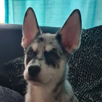 Moray (@criticalscot) 's Twitter Profile
