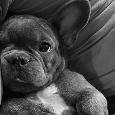 hornypuppy0109's profile picture. 🫅🏻170/65 👸🏻158/48 ⚠️找優質情侶夫妻/🚻北部情侶/🆕新手情侶/🈲️認親/觀察員👀/原味商品🔞