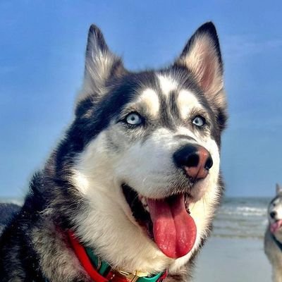 🐕Welcome to @HuskyLoverCommu
🐾We share daily #husky contents
👇Follow us if you love husky👇