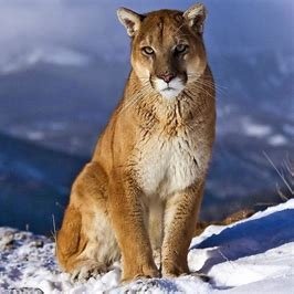 InvisiblePuma's profile picture. Just your typical family man. Love my wife, love my job, love my county.