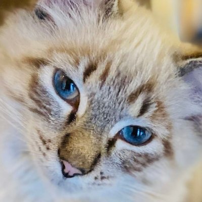 I track and blog about state, local & federal legislation & court rulings related to animal welfare. I support all things #vegan #CatLady