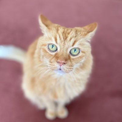 チャチャ19歳ビビ15歳とのんびり暮らしています🐈皆さんの可愛い猫にゃん達を毎日見て癒されてます😊 センシティブの方いいね❤️が押せません🙏