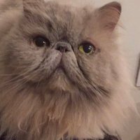 Lilian Kureishy (@minohil) 's Twitter Profile