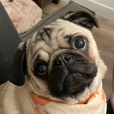 misspeggypuggy Profile Picture