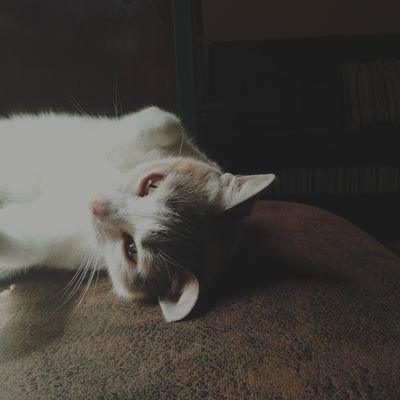 alsacasa's profile picture. She/Her