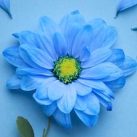 Blue🌊💙🌊Julie (@bluebombdiggity) 's Twitter Profile