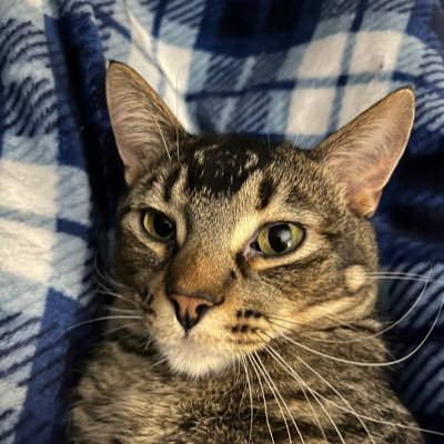 z_mulder's profile picture. You wouldn’t care what other people thought of you if you knew how infrequently they did.