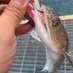 スケ (@suke_fishing__) Twitter profile photo スケ (@suke_fishing__) Twitter profile photo
