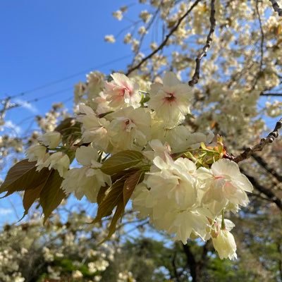 三戸町観光協会公式アカウントです。 三戸町に限らず地域を問わず興味深いイベント・観光・食べ物・出来事などについてつぶやきます。全国各地の観光情報や楽しい情報をシェアしたいと思います。