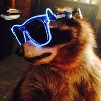 Raccoons Hourly(@raccoonhourly) 's Twitter Profile Photo