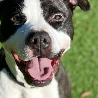 Happy🐕Vote🟧 (@happyvoter2day) 's Twitter Profile