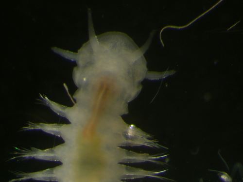 taxonomist working with deep-sea fauna using morphology and DNA