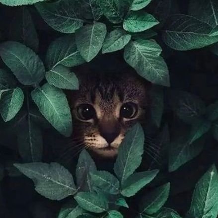 Jangan melihat hujan dari apa yang jatuh, tapi pada apa yang akan tumbuh.
-Agus Noor-
