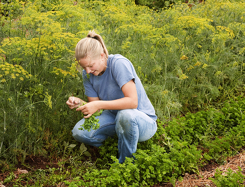 landscape designer, gardener, plant freak especially natives, eco-friendly, sustainable practices, inspired by European gardens, blogger