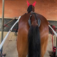 Craig Nott (@craignotttrots) 's Twitter Profile