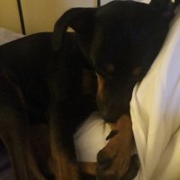 Gittieffe (@namcscmamco) 's Twitter Profile