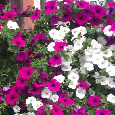 kaletaile's profile picture. 