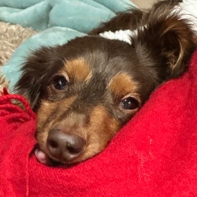 FCrQjpD6qdyBjLv's profile picture. 復活のかほ🐷💟 寺井さん、ゆきひこちゃん、もっくん、なごみちゃん、加藤くん、じーまさんらぶ🐻💕