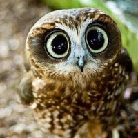 EST şebnem (@nunmandala) Twitter profile photo