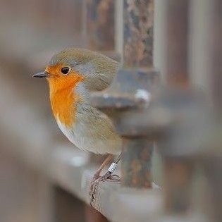 forschungen eines vogels über die natur der dinge