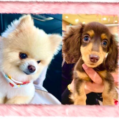 Ponkoko_1311's profile picture. 夫婦2人が飼育する愛犬🐶 ポメラニアの【ポンちゃん】 ミニチュアダックスの【ココちゃん】 のはちゃめちゃ生活日記📝YouTube：https://t.co/kG2m3RD3SZ