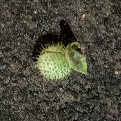 sowmya's profile picture. ❤️ Good books. Snazzy words. Smart movies. Kind people. 
#writing #WritingCommunity #vss365 ❤️

For doodles & philosophy, follow 🖌️🧐✍️ @chelonianshell!