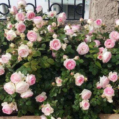 Ilkay22282706's profile picture. 