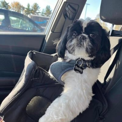 I’m a little Shih Tzu that loves everybody and all other doggies. I am definitely the King of my house. I love to watch baseball/basketball & king of car seats