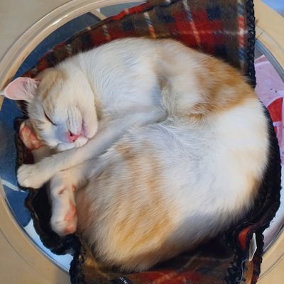 liyangsan's profile picture. nobody
just hodler.