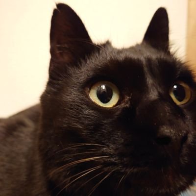 setu_1's profile picture. SEATOPIA、白A、モアジャム、男子新体操、猫カフェ、アニメ、マンガ、なろう小説などが好き。飽き性、雑多。