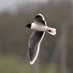 Steve Furber (@donnybirder1) Twitter profile photo Steve Furber (@donnybirder1) Twitter profile photo