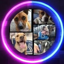 A page celebrating everything to do with American, English, Cross Breed and Rescue Staffies/Staffys - We love them all 🐶 ♥ 🐾 Instagram - https://t.co/sCaSDYzw1Y