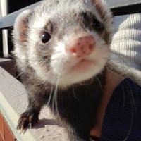 さむ🏍🐸 (@uber_samu) Twitter profile photo