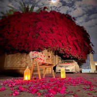 الفايز (@dearatenajd) 's Twitter Profile Photo