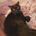 Hillary Kitten (@mshillarykitten) Twitter profile photo Hillary Kitten (@mshillarykitten) Twitter profile photo