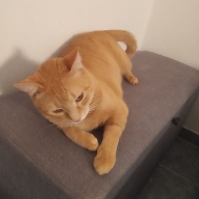 Mordecai_alves's profile picture. Por enquanto