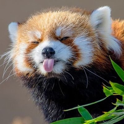 willetmens100's profile picture. 