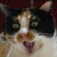 ソラネコさんち (@mofgedama) 's Twitter Profile Photo ソラネコさんち (@mofgedama) 's Twitter Profile Photo