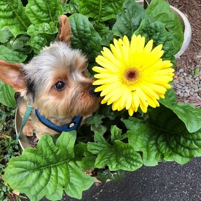 corvette_cliff's profile picture. Resistor life long Dem Vote the blue wave love my yorkie  supporter of womens Rights  and right of all people  kindness is my Religion   I support Disney