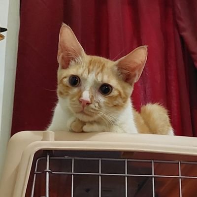 Aku tau siapa aku, aku adalah MingEr.
Bucin kapal apapun tentang Saint. AKUN PRIBADI. dan kucing