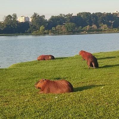 Criado com o único intuito de fofocar.