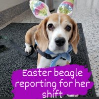 Kerri the beagle wrangler 🟧 (@kerrihockeyfan) 's Twitter Profile Photo