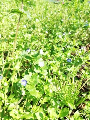 fordetoxication's profile picture. 中年になってから自分の親が毒親だと気付き、子供に毒をまわしたくないので解毒しています。Twitter初心者です、無言フォロー失礼します。