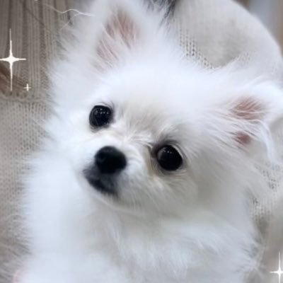 umarun_j's profile picture. 年齢27さい、お仕事はベンギンさんのお世話です! 元Webエンジニアでした。資格などはURLを確認ください