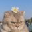 meowitchani